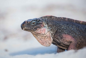 From Nassau: Exuma Swimming Pigs, Sharks and More