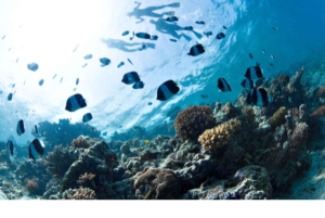 West End Bahamas: Guidet snorkeltur