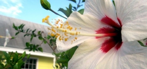 Hibiscus Flower, Abaco, Bahamas