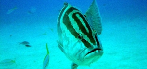 Grouper, Berry Islands, Bahamas