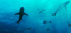 Underwater World, Berry Islands, Bahamas