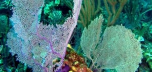 Sea Fan, Bahamas