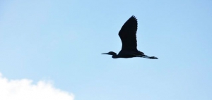 Flying Free, Eleuthera, Bahamas