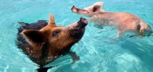 Swimming Pigs, Exuma, Bahamas
