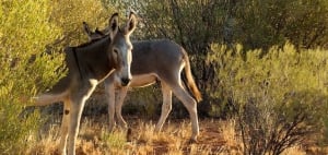 Feral Donkeys
