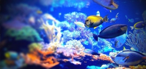 Atlantis Aquarium, Bahamas