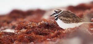 Killdeer Bird, Inagua, Bahamas