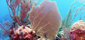 Sea Fan, San Salvador, Bahamas