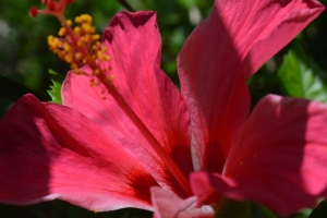 Hibiscus Flower