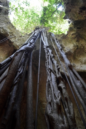 Opening ceiling in Spider Cave, Eleuthera