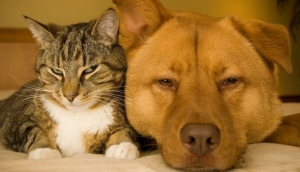 I Made Budi, Batuan, 'Suharto and His Wife Visit Bali', 1987, acrylic and ink on paper Neka Art Museum (photo Gustra). 