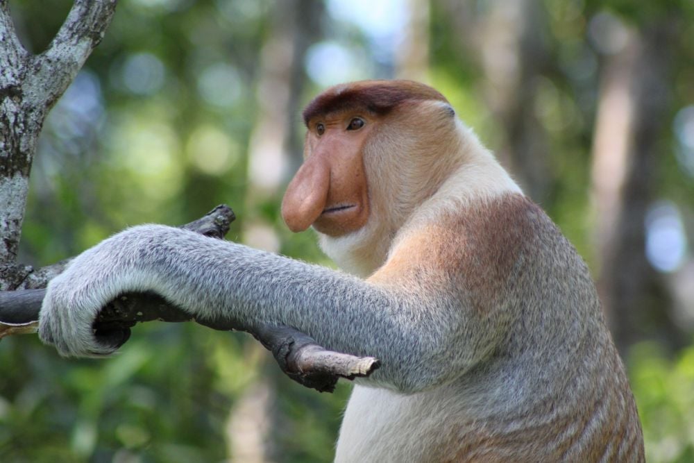 Proboscis Monkey, Sandakan, Borneo
