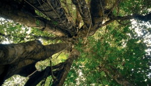 Lush green rice terraces