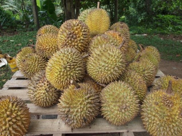 Lovely smelly durians