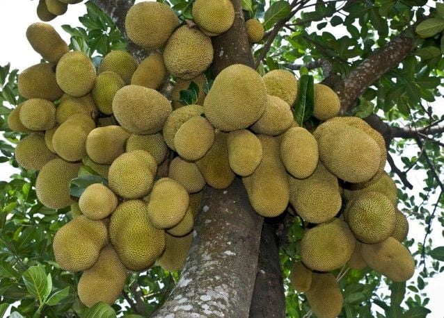 A lovely cluster of Jackfruit - photo wikipedia