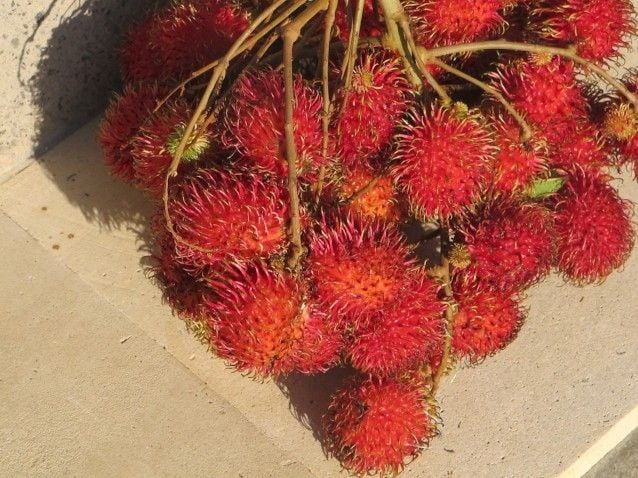 Bunch of rambutans