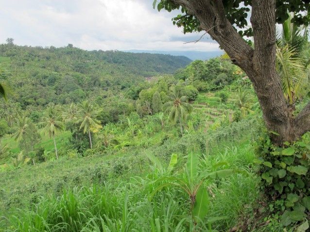 Verdant hills around Munduk