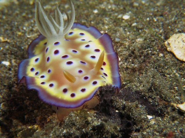 Goniobranchus Kuniei by Kepal Selam Diving Club