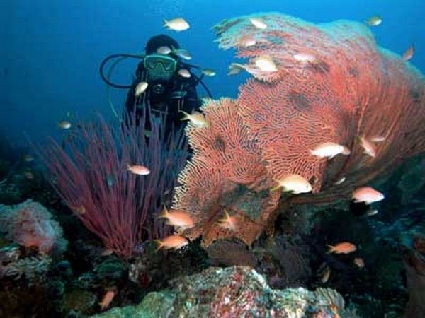 Coral near Menjangan Island