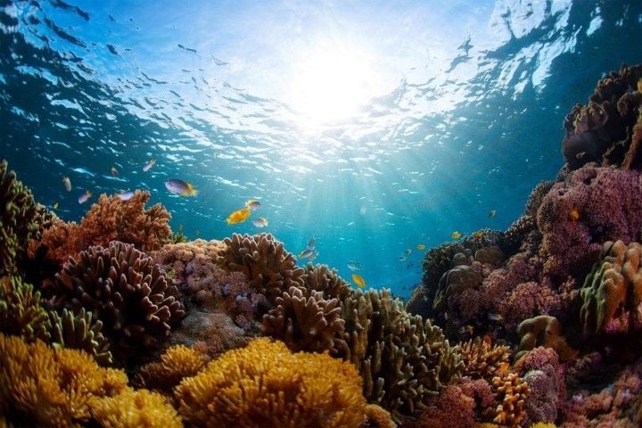 Stunning coral around Wonderful Indonesia