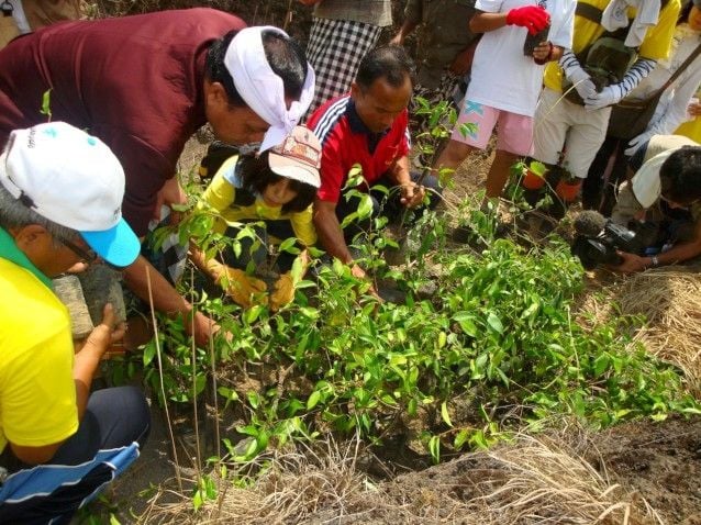 Selecting trees at a previous Bali Hijau Lestari planting
