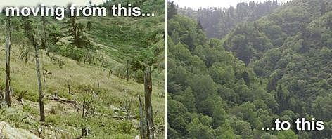 What reforestation does