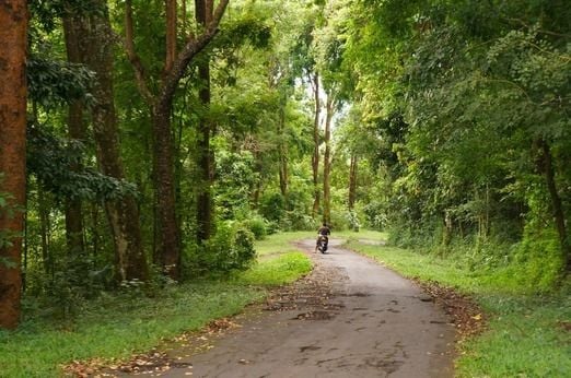 The way to go - forest in Bali - photo jakpost