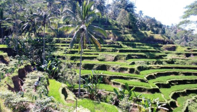 1.       Trek through the Balinese Rice Terraces