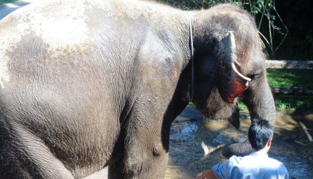 3.Ride a Sumatran Elephant