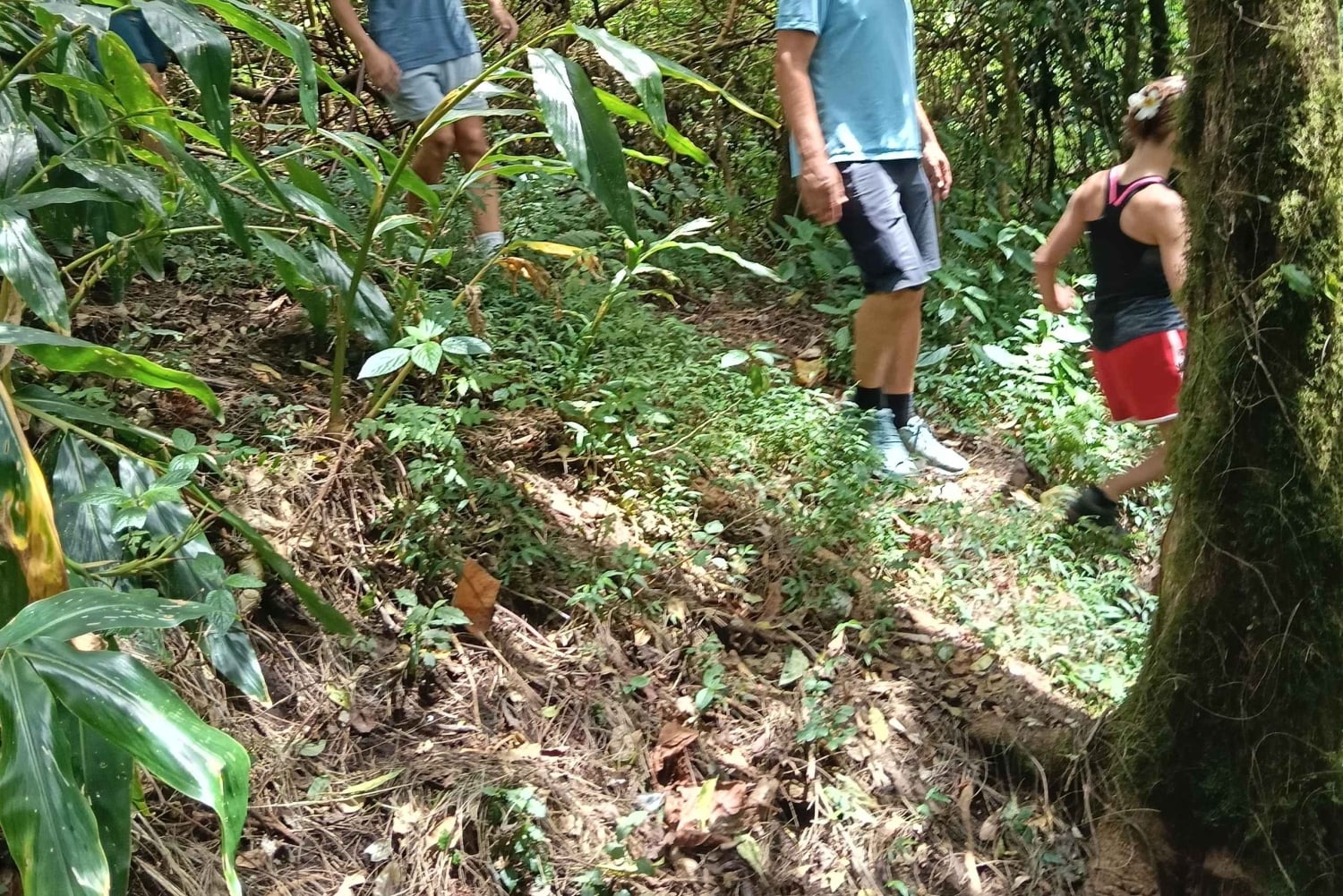 4 giorni / 3 notti di trekking nella giungla e alle cascate nel nord di Bali