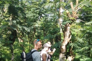 4 Days / 3 Nights Jungle & Waterfall Trek in North Bali