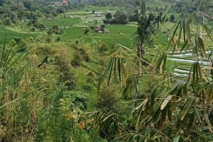 4 Days / 3 Nights Jungle & Waterfall Trek in North Bali