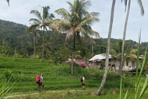 4 Days / 3 Nights Jungle & Waterfall Trek in North Bali