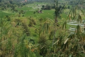 4 giorni / 3 notti di trekking nella giungla e alle cascate nel nord di Bali