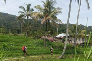 4 giorni / 3 notti di trekking nella giungla e alle cascate nel nord di Bali