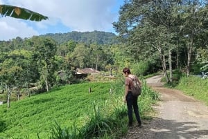 4 giorni / 3 notti di trekking nella giungla e alle cascate nel nord di Bali