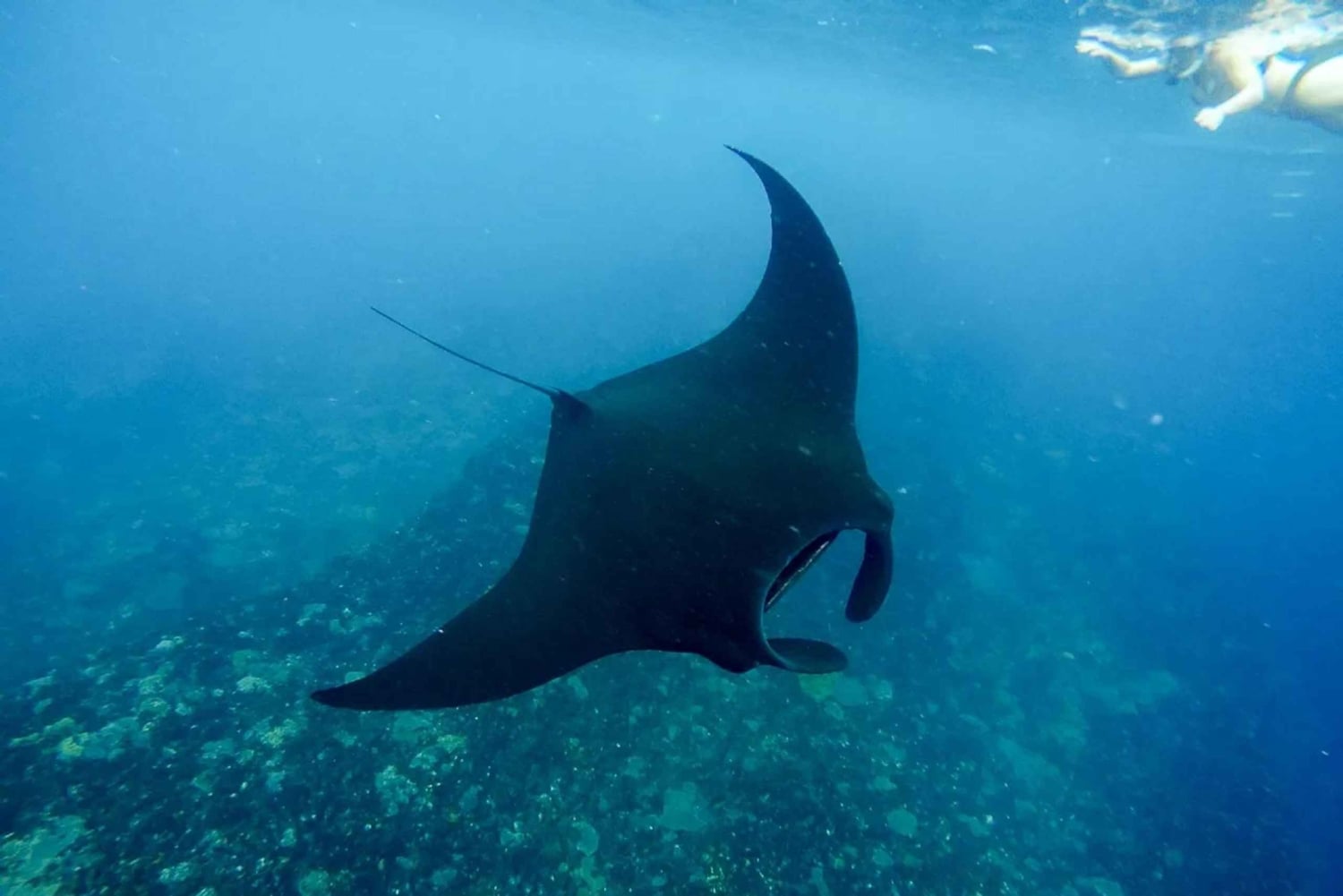 4 miejsca na Nusa Penida: nurkowanie z płaszczkami i 2 godziny w spa