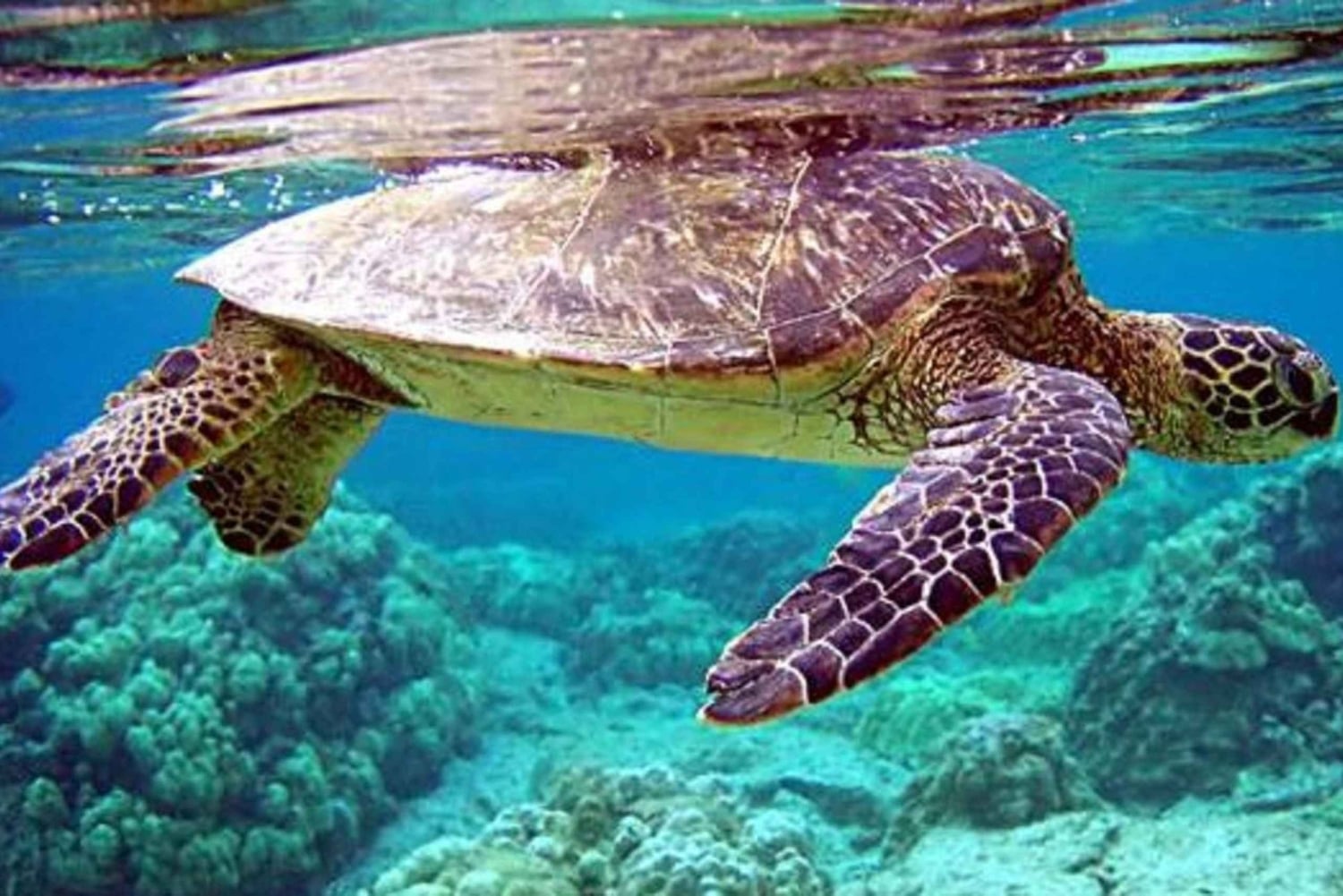 4 miejsca na Nusa Penida: nurkowanie z płaszczkami i 2 godziny w spa