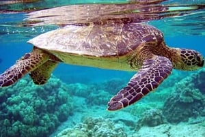 4 miejsca na Nusa Penida: nurkowanie z płaszczkami i 2 godziny w spa