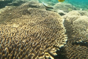 5 Geheime Gili Boottocht & Snorkelen in Zuidwest Lombok