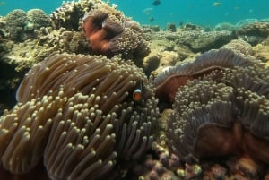 5 Geheime Gili Boottocht & Snorkelen in Zuidwest Lombok