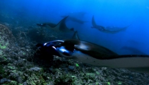 All 4 Diving