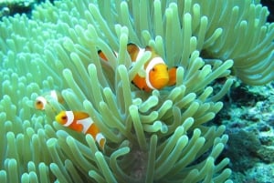 Tutti includono lo snorkeling sull'isola di Menjangan