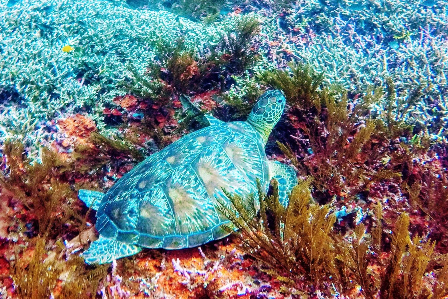 Bali: 2-Day PADI Advanced Open Water Course