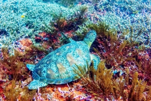 Bali: 2-Day PADI Advanced Open Water Course