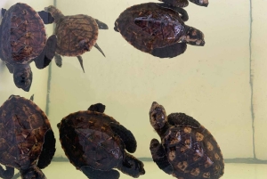 Bali: 3-Day Gili Islands Tour with Hotel & Snorkel