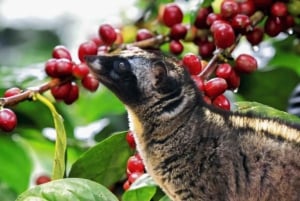 Bali: En heldagstur til Goa Raja, Tibumana og Tukad Cepung