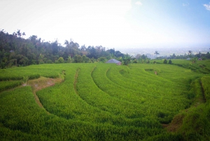 Bali: Sambangan Waterfalls Trekking, Sliding, & Jumping Trip