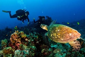 Бали, Амед: специализированный курс Deep Diver и прогулка на каяке