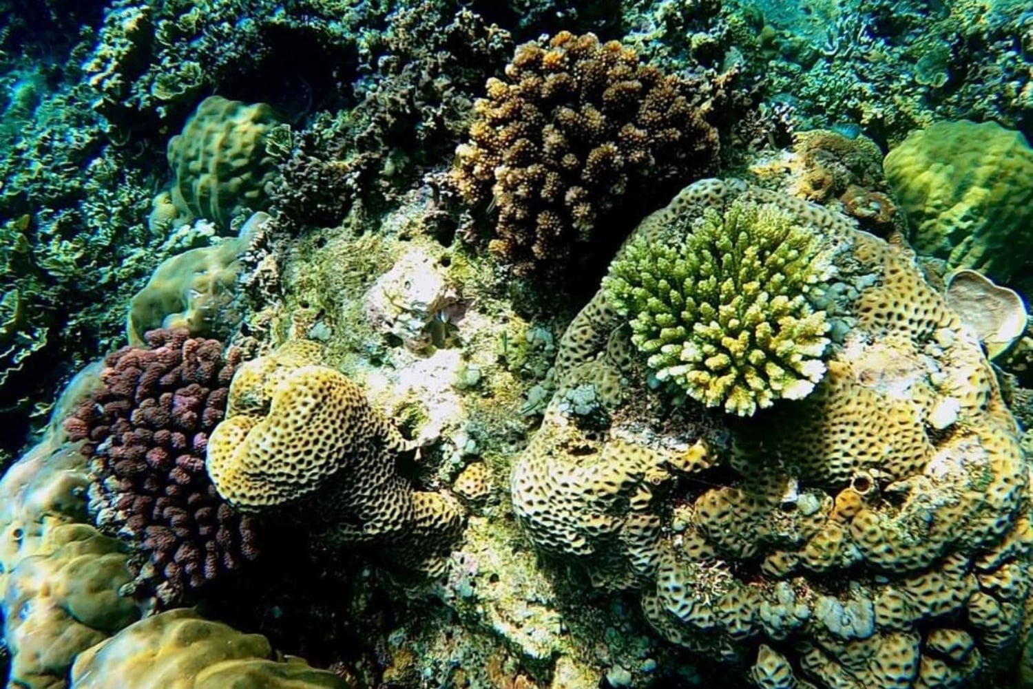 Bali: aventura de mergulho com snorkel na praia de Amed, Jemeluk e Lipah